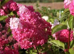 Hortensja Bukietowa MELBA FRAISE 10-20cm Najbardziej Czerwona