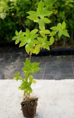Hortensja Bukietowa MELBA FRAISE 10-20cm Najbardziej Czerwona