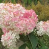 Hortensja Bukietowa VANILLE FRAISE 20-40cm Najpiękniejsza Różowa