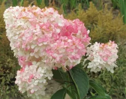 Hortensja Bukietowa VANILLE FRAISE 20-40cm Najpiękniejsza Różowa