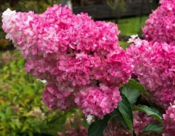 Hortensja Bukietowa VANILLE FRAISE 20-40cm Najpiękniejsza Różowa