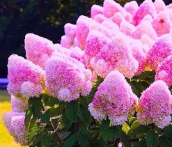 Hortensja Bukietowa VANILLE FRAISE 20-40cm Najpiękniejsza Różowa