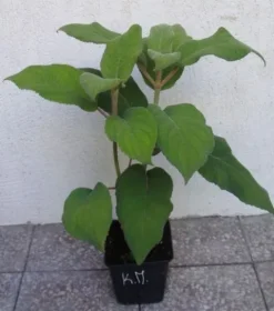 HORTENSJA KOSMATA Macrophylla - sadzonki w doniczkach