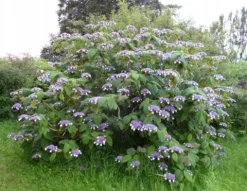 HORTENSJA KOSMATA Macrophylla - sadzonki w doniczkach
