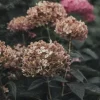 Hortensja krzewiasta 'Candybelle Bubblegum' (Hydrangea arborescens) 2.0L