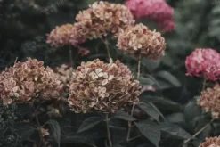 Hortensja krzewiasta 'Candybelle Bubblegum' (Hydrangea arborescens) 2.0L