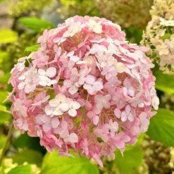 Hortensja krzewiasta 'Candybelle Bubblegum' (Hydrangea arborescens) 2.0L