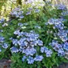 HORTENSJA MARIESII PERFECTA sadzonki w doniczkach