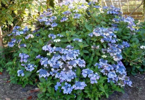 HORTENSJA MARIESII PERFECTA sadzonki w doniczkach