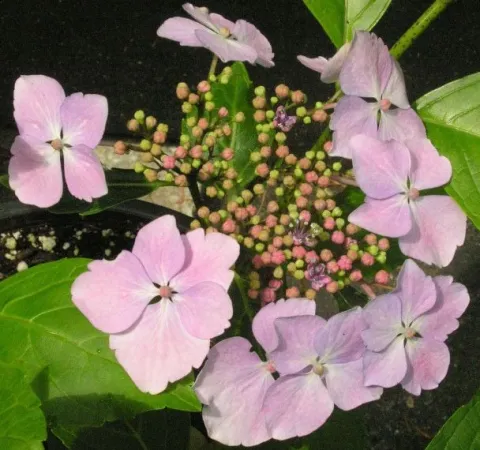 HORTENSJA MARIESII PERFECTA sadzonki w doniczkach