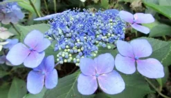 HORTENSJA MARIESII PERFECTA sadzonki w doniczkach
