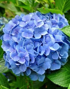 HORTENSJA NIKKO BLUE - sadzonki w doniczkach