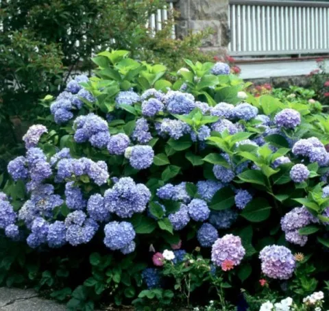 HORTENSJA NIKKO BLUE - sadzonki w doniczkach