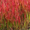 Imperata cylindryczna Red Baron trawa ozdobna czerwona Imperata cylindrica