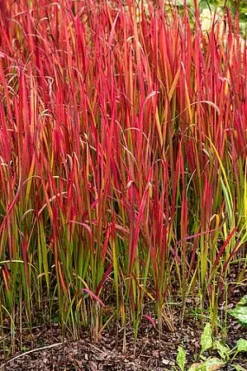 Imperata cylindryczna Red Baron trawa ozdobna czerwona Imperata cylindrica