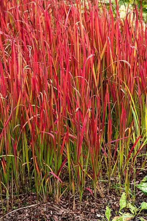 Imperata cylindryczna Red Baron trawa ozdobna czerwona Imperata cylindrica