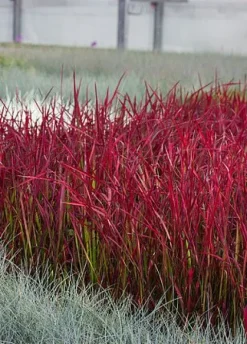 Imperata cylindryczna Red Baron trawa ozdobna czerwona Imperata cylindrica