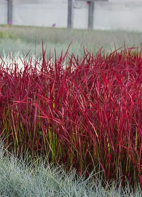 Imperata cylindryczna Red Baron trawa ozdobna czerwona Imperata cylindrica