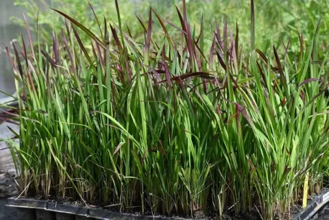 Imperata cylindryczna Red Baron trawa ozdobna czerwona Imperata cylindrica