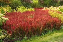 Imperata cylindryczna Red Baron trawa ozdobna czerwona Imperata cylindrica