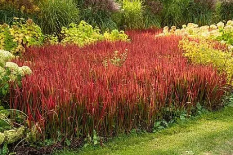 Imperata cylindryczna Red Baron trawa ozdobna czerwona Imperata cylindrica