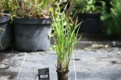 Imperata cylindryczna Red Baron trawa ozdobna czerwona Imperata cylindrica