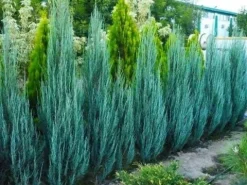 Jałowiec Blue Arrow 40-60cm P9