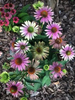 JEŻÓWKA Green Twister Echinacea - sadzonki w doniczkach