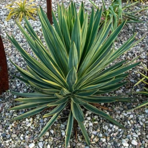Juka wspaniała VARIEGATA Jukka Yucca gloriosa Obrzeżona Sadzonki C2