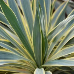 Juka wspaniała VARIEGATA Jukka Yucca gloriosa Obrzeżona Sadzonki C2