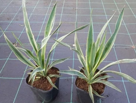 Juka wspaniała VARIEGATA Jukka Yucca gloriosa Obrzeżona Sadzonki C2