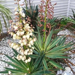 Juka wspaniała VARIEGATA Jukka Yucca gloriosa Obrzeżona Sadzonki C2