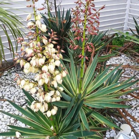 Juka wspaniała VARIEGATA Jukka Yucca gloriosa Obrzeżona Sadzonki C2