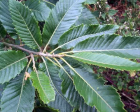 KASZTAN JADALNY SATIVA - sadzonki w doniczkach NW