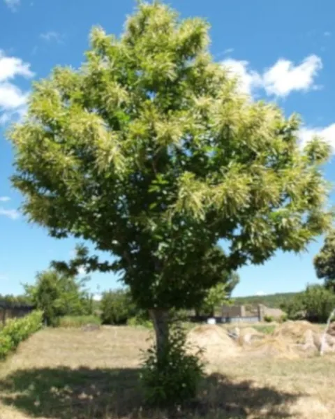 KASZTAN JADALNY SATIVA - sadzonki w doniczkach NW