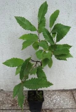 KASZTAN JADALNY SATIVA - sadzonki w doniczkach NW