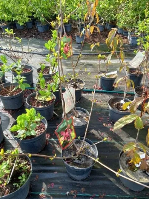 Kielichowiec Hartlage Wine cenna odmiana
