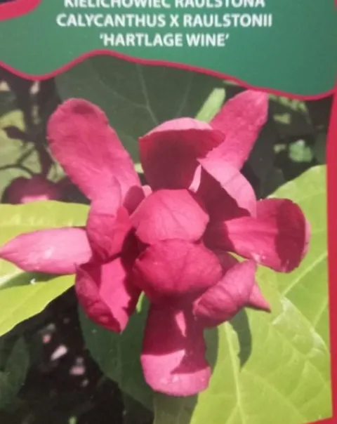 Kielichowiec Hartlage Wine cenna odmiana