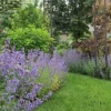 Kocimiętka Faassena 'Kit Kat' (Nepeta x faassenii) Doniczka 1.0L