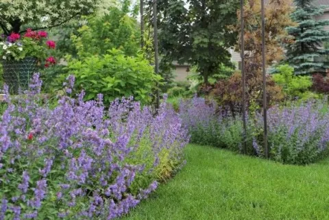 Kocimiętka Faassena 'Kit Kat' (Nepeta x faassenii) Doniczka 1.0L