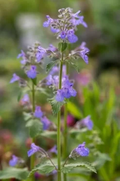 Kocimiętka Faassena 'Kit Kat' (Nepeta x faassenii) Doniczka 1.0L