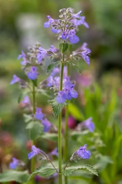 Kocimiętka Faassena 'Kit Kat' (Nepeta x faassenii) Doniczka 1.0L