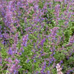 Kocimiętka Faassena 'Kit Kat' (Nepeta x faassenii) Doniczka 1.0L