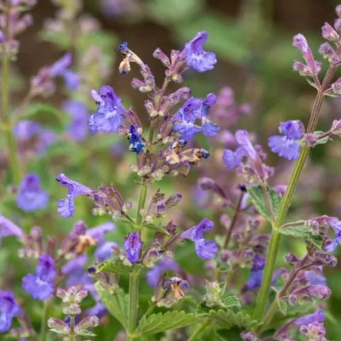 Kocimiętka Faassena 'Kit Kat' (Nepeta x faassenii) Doniczka 1.0L