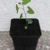 KOKORNAK MANDŻURSKI Aristolochia - sadzonki w doniczkach