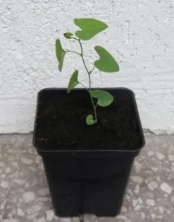 KOKORNAK MANDŻURSKI Aristolochia - sadzonki w doniczkach