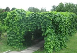 KOKORNAK MANDŻURSKI Aristolochia - sadzonki w doniczkach