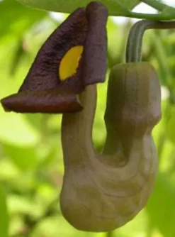 KOKORNAK MANDŻURSKI Aristolochia - sadzonki w doniczkach