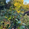 Kolkwicja chińska 'Pink Cloud' Różowe Kwiaty (Kolkwitzia amabilis) 2.0L