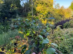 Kolkwicja chińska 'Pink Cloud' Różowe Kwiaty (Kolkwitzia amabilis) 2.0L